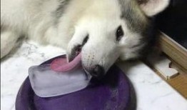 吃瓜舔狗小说免费阅读,一场吃瓜小说的免费盛宴